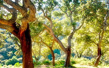 Cork trees in Alcornocales Natural Park